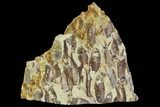 Fossil Fish (Gosiutichthys) Mortality Plate - Lake Gosiute #105413-1